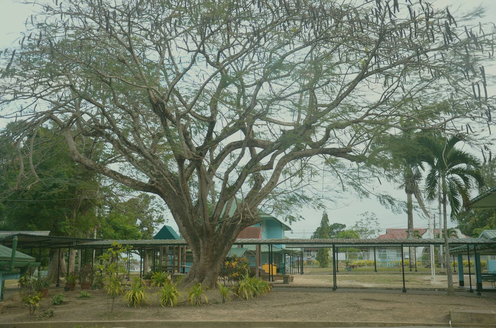 The school grounds